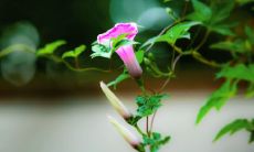 探究办葬礼需要注意的风水问题以及懂得墓地风水学知识的必要性