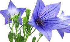 如果父亲姓郇,那么给女孩起什么名字呢?