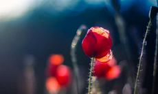 葫芦挂件的象征意义与寓意,以及葫芦在家中最佳的摆放位置