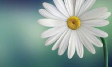 土命人和水命人,哪一种与杨柳木的命格最为相配?