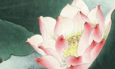 2022年属狗人的月份运势和运程分析及预测