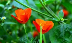 何解梦见死人复活重回家园的象征意义?