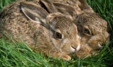 1987年出生的兔子人2021年的运势预测:有吉星相助进行抵御