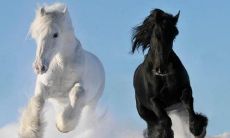 哪个动物年 是2014年的生肖呢?