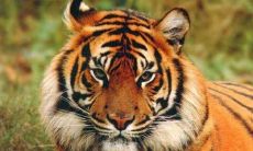 针对出生月属虎人,他们的命运会受到哪些影响?