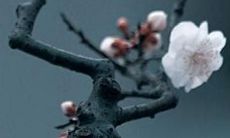 2022年属虎女性本命年如何逢凶化吉? 探讨适合虎年本命年女性佩戴的生肖护身符和转运物品