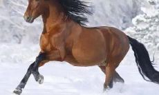 请告诉我:2023年属马人财神方位位于哪里,是在东部、北部还是西部?