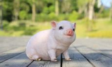 75岁生肖猪男2021年运势揭晓:揭秘其自1947年起47年来的运势,透析其未来一年内的生活、财运、感情、健康及事业发展趋势!