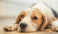 经历1982年属狗人的一生旅程,迎接全新牛年命运——2021年运势将会如何?