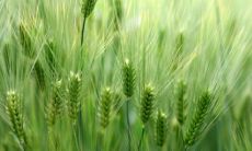 2017属鸡火命人士缺乏哪些运势?针对不同出生月份的2017属鸡人士,哪些月份的命运最为旺盛?