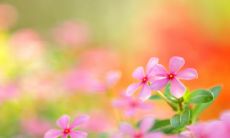 鸡与龙的属相合不合适?探究鸡为何能成为龙的贵人的原理与原因