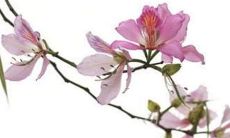 2022年是属猴和属虎的人犯太岁的年份吗?