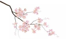 2022年白羊座女性生肖鼠的全面运势分析及预测