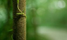 属马和属虎的人是否适合在各个方面相处?对属虎和属马的配对进行透彻剖析