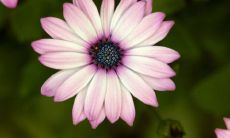 属羊男和属猴女的婚姻:能否成功匹配的恋爱实验?