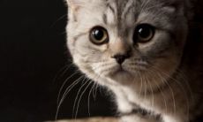 宜居社会中,生肖猪和生肖羊的配对成功率高吗?从财运角度考量,属猪和属羊的命盘匹配度如何?