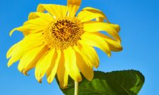 81年鸡和83年猪属相合不合 属鸡用什么颜色好