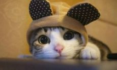 为什么说金鸡不到马群跑