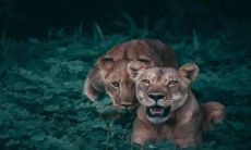 11月25日是什么星座 射手座的致命弱点分析