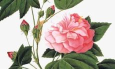 丙子日柱在2022年壬寅运势