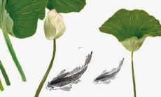 属兔女士2022年全年运势如何