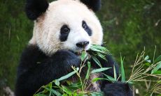 2022年属虎人和属龙的可不可以要孩子