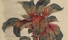 属虎鼠2022年运势及运程