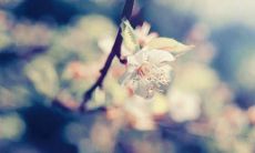 梦见乌鸦在家里是什么意思