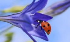 属鼠男和属猪女婚配全方位分析