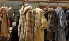 梦见猫断了尾巴