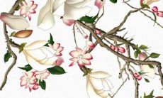 好听的宠物狗名字