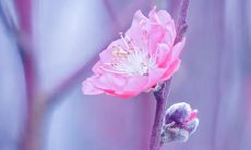 女人梦见跟很多人坐车好不好 有什么预兆