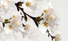 84年属鼠人三大劫