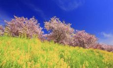 2019年3月出生的双胞胎男孩起什么名字好