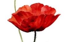 男孩小名大全 名字有哪些推荐