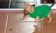 游戏宠物名字大全