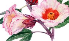 帅气阳光的男孩名字 男宝宝名字大全