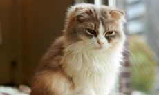 4月4日是什么星座 白羊座死心了还能挽回吗