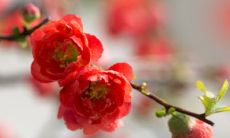 属猪和属牛的婚姻如何 猪和牛做夫妻好不好