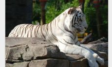 兔虎结婚的后果有哪些 兔虎的性格分析