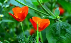 梦见自己得了艾滋是什么意思