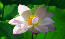 梦见沾了一手屎是什么意思