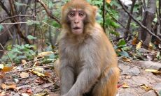 1968年属猴2022年冲太岁要注意什么,68年54岁属猴犯太岁是什么意思