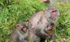 1956年属猴2022年冲太岁运势怎么化解,56年66岁生肖猴犯太岁戴什么