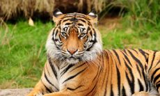 62年属虎60岁有一灾怎么化解?1962年属虎2022年本命年运势好不好