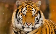 74年属虎48岁有一灾怎么化解?1974年属虎2022年本命年运势好不好