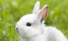 1987年生肖女和什么生肖婚配优秀?