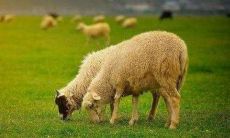 2022年属羊女性运气如何,虎年生肖属羊女带什么转运