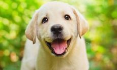 2018年生肖狗的贵人生肖有哪些?