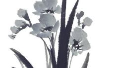 2023年7月是属什么年